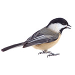 Wild Bird & Wildlife